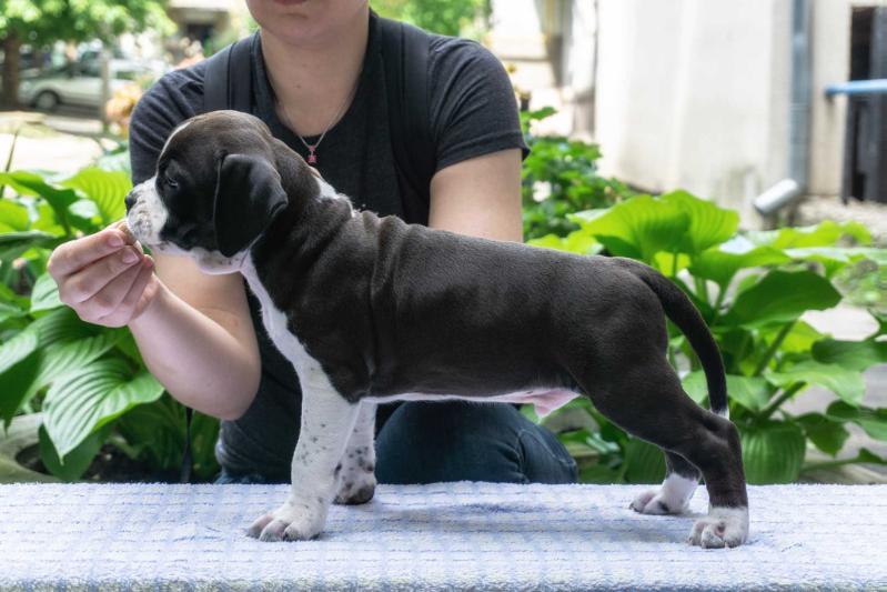 Best in Game Beetle | American Staffordshire Terrier 