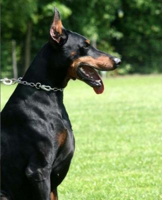 Cubo (LO0353542) | Black Doberman Pinscher