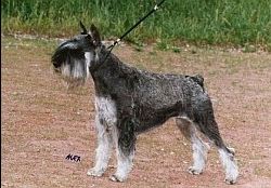 Somlyóhegyi Kormos Nanni-Sissi | Standard Schnauzer 