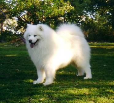 Mezen Top Gun | Samoyed 