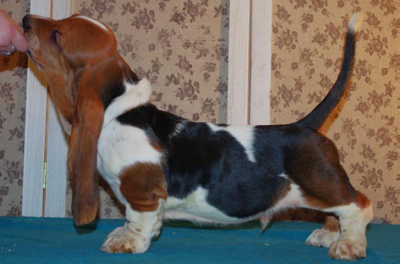 GEORGIO Long Castle Hound | Basset Hound 