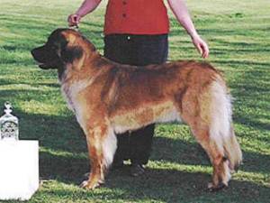 Duvasgardens Hopeful Henrietta | Leonberger 