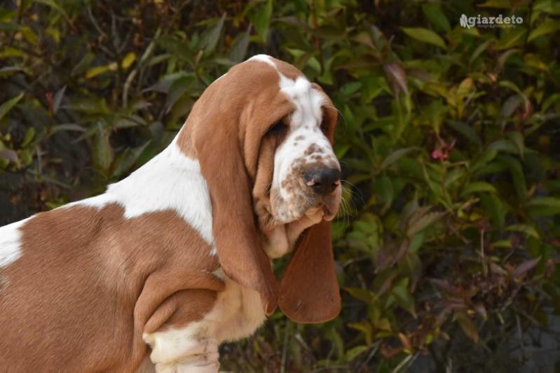 RUMBA Klan Pigowatych | Basset Hound 