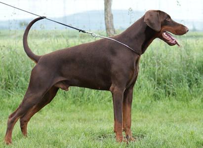 El Cid Extra Elite | Brown Doberman Pinscher