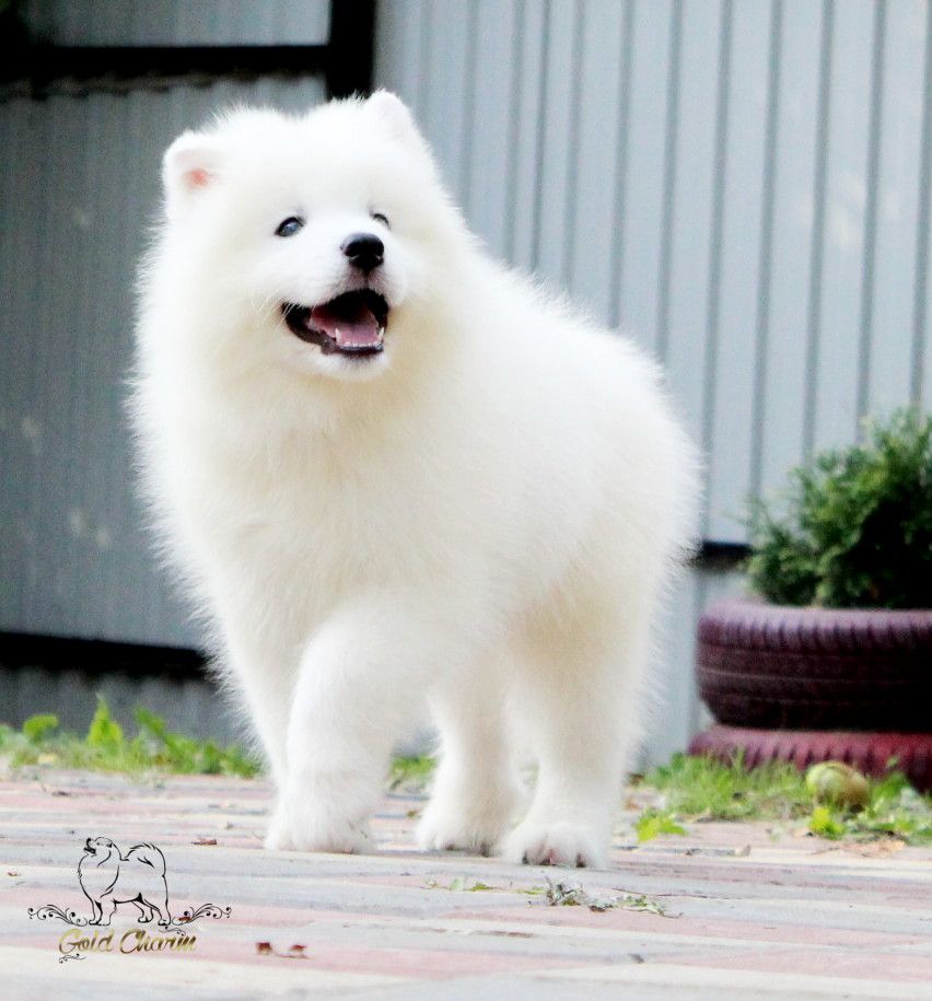 Gold Charm Kosmo | Samoyed 