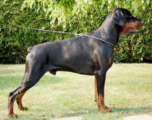 Diego Vito du Castel Faygora | Black Doberman Pinscher