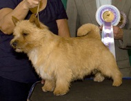 Sheltrice All That Jazz | Norwich Terrier 