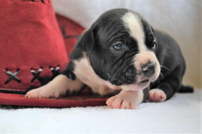 Optima Lacky | American Staffordshire Terrier 