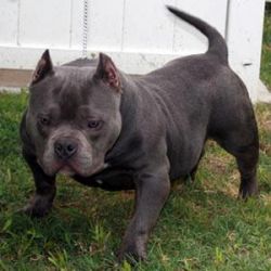 DAXLINE PRIMO | American Pit Bull Terrier 