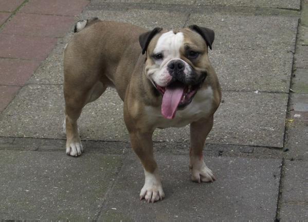 Earthquake's Tiara (The Dazzle-Bulls) | Olde English Bulldogge 