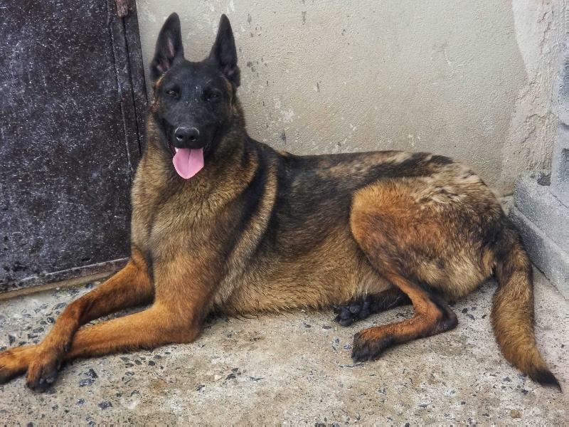 LEA (Rodriguez) | Belgian Malinois 