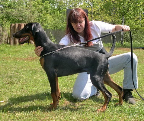 Karlsson v. Mahuba | Black Doberman Pinscher