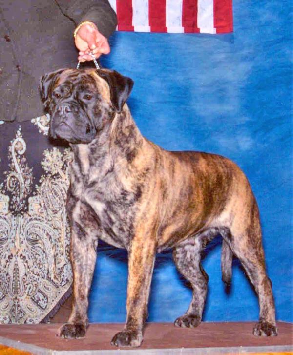 Banstock Marble Molly | Bullmastiff 