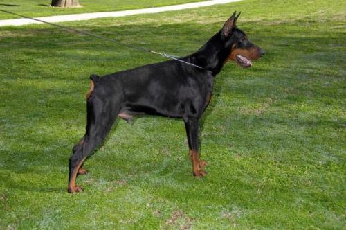 Ans della Ninfa Nobel | Black Doberman Pinscher