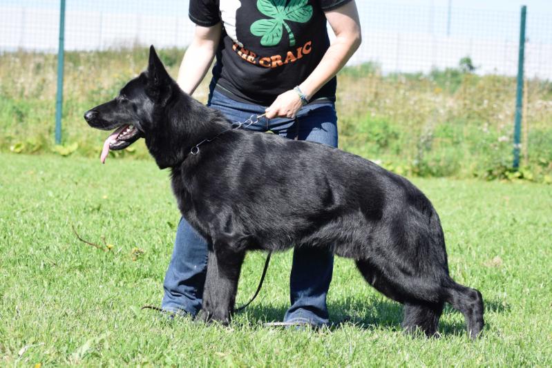 Havvko z Jirkova dvora | German Shepherd Dog 