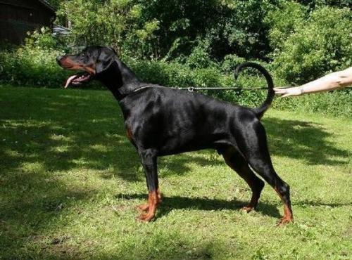 Dobermundes Amato Mio Avalon | Black Doberman Pinscher