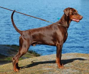 Yacheero's Quartz Quarlos | Brown Doberman Pinscher