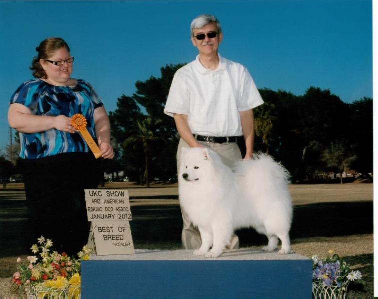 Kiva's Lord Paladin | American Eskimo Dog 