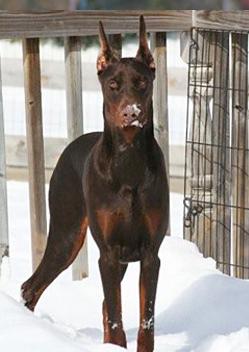 Afina od Démona | Brown Doberman Pinscher