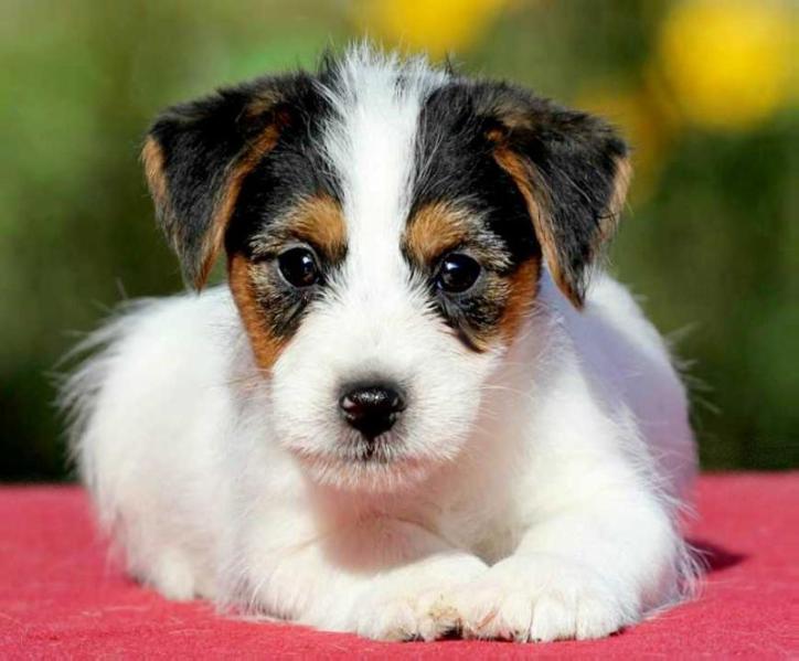 ???? ?????? ?? ??????? ???? | Jack Russell Terrier 