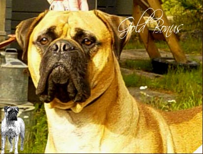 BULLERO`S BEST FRIEND | Bullmastiff 