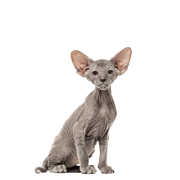 Lykoi