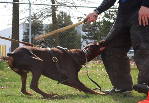 Amaruk od Démona | Brown Doberman Pinscher