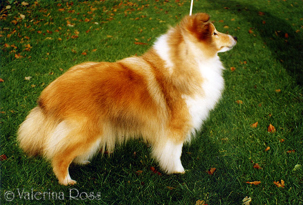 Brilyn Polly Flinders | Shetland Sheepdog 