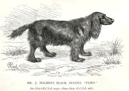 Flirt [Mr. J. Holmes's] | Field Spaniel 