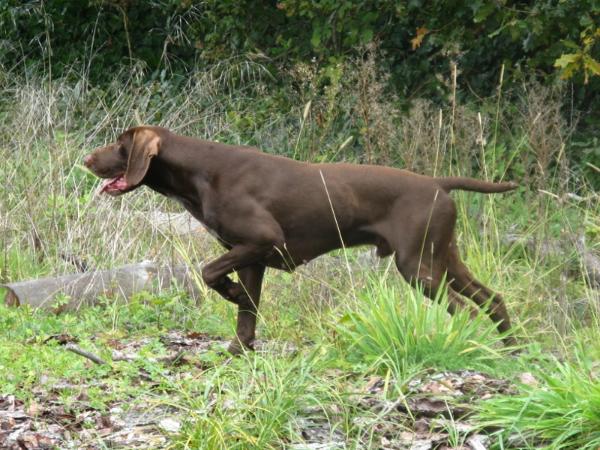 Calin du Domaine du Framire | German Shorthaired Pointer 