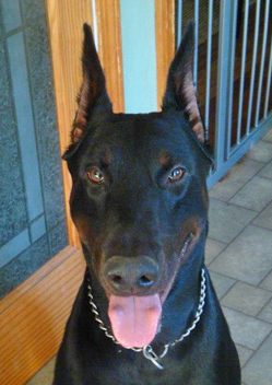 Azazel od Démona | Black Doberman Pinscher