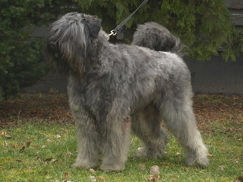 Edmond de la Colline Verte Dijon | Bouvier des Flandres 