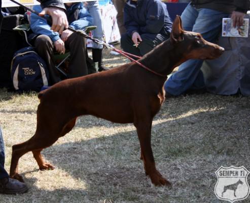 Nutella di Modello | Brown Doberman Pinscher