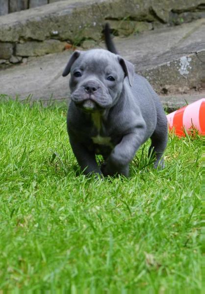 Flinstone Bulls Amanda | Olde English Bulldogge 