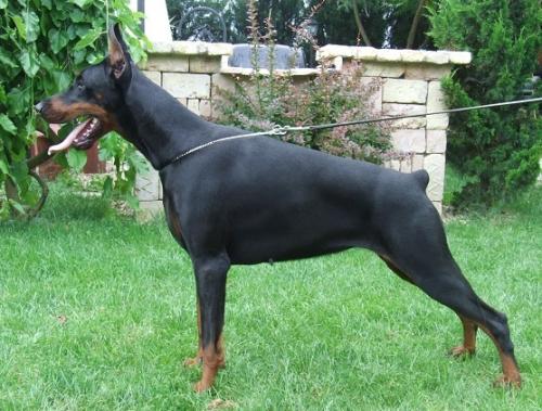 Naomi di Modello | Black Doberman Pinscher