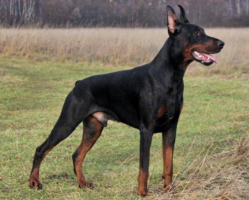 Delkon's Best Bayard | Black Doberman Pinscher