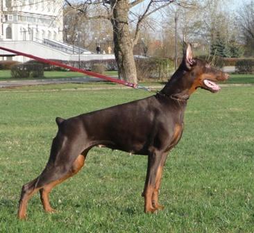 Delkon's Bina Bizarta | Brown Doberman Pinscher