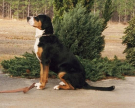 Rippling Water's Biscayne Breeze | Greater Swiss Mountain Dog 