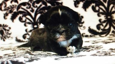 Cobblestone Im Talkin Black Cole | Shih Tzu 