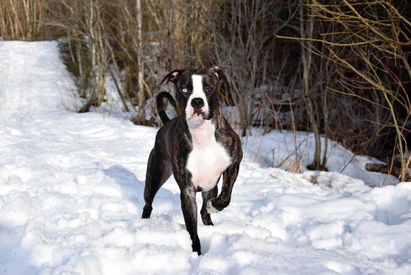 Bandit's Athene | American Bulldog 