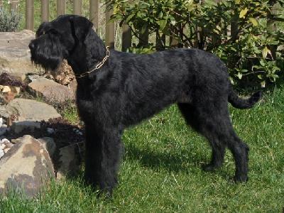 Buffy vom Vollblutarabergestüt | Giant Schnauzer 