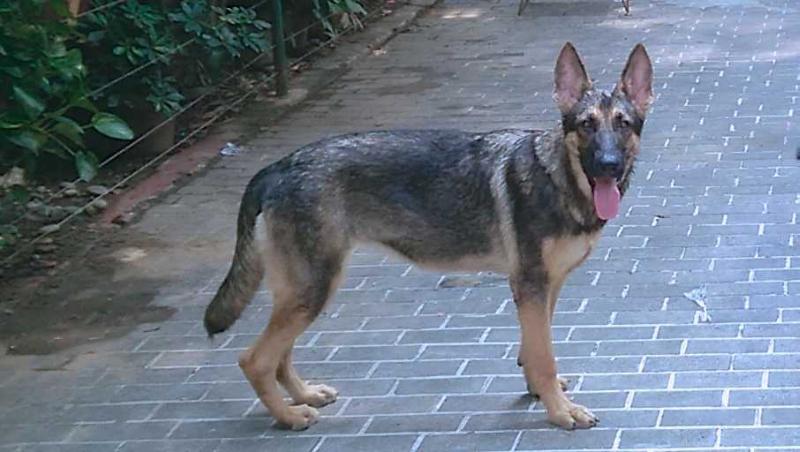 Blauen Adler's Arabella vom Asonial | German Shepherd Dog 