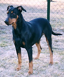 Hustomten's SNURREBUSS | German Pinscher 