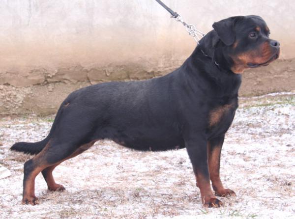 Doly elite box | Rottweiler 