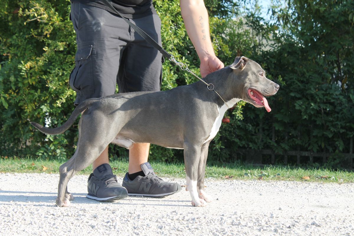Contra Legem Lysander | American Staffordshire Terrier 