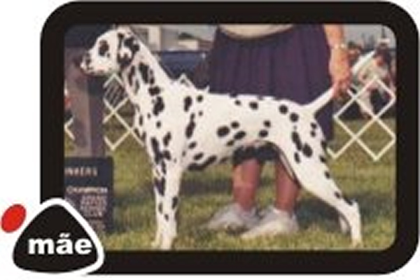 Korcula Midnight Jenny | Dalmatian 