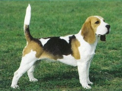 Millenium Queen Tergy | Beagle 