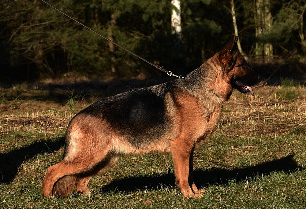 BRITA Czar Podkowy | German Shepherd Dog 