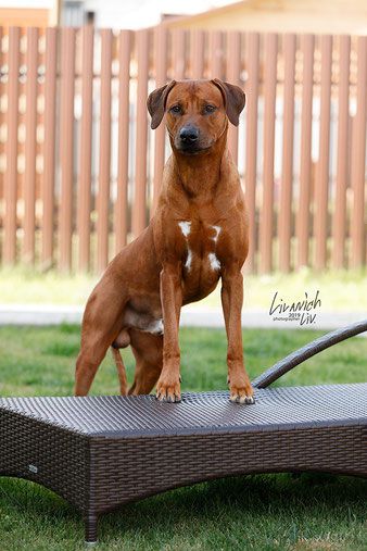 Dreamer's Way Aragorn The King Of Ring | Rhodesian Ridgeback 