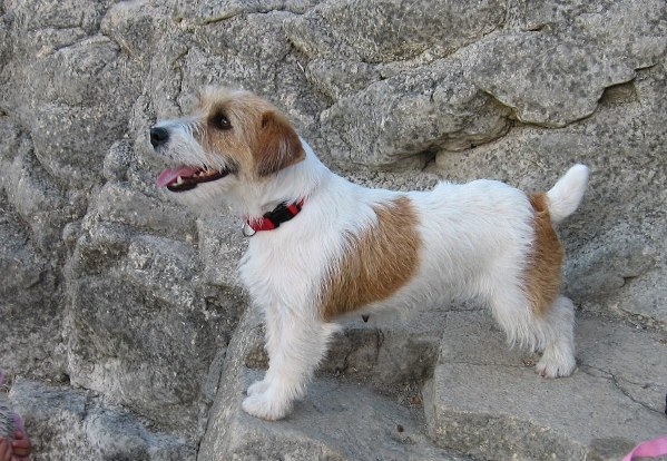 Ines de Jim J.R.T. | Jack Russell Terrier 